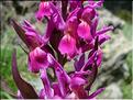 dactylorhiza_sambucina2