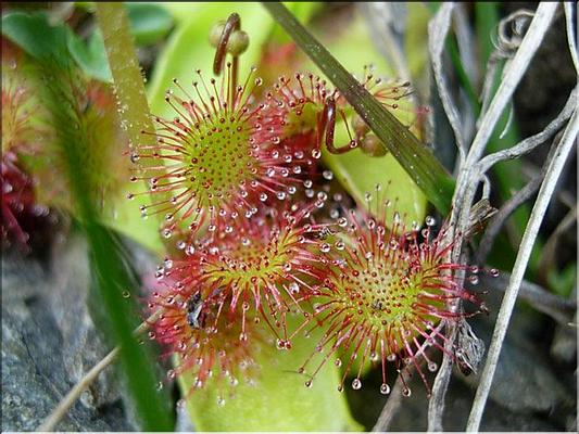 drosera_rotundifolia