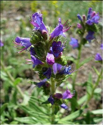 echium_vulgare