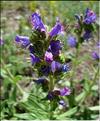 echium_vulgare