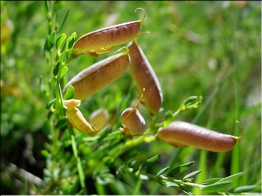 genista_anglica
