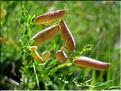 genista_anglica
