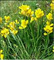 genista_sagittalis