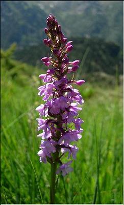 gymnadenia_conopsea