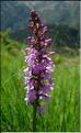 gymnadenia_conopsea