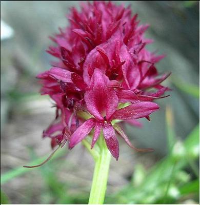 gymnadenia_gabasiana