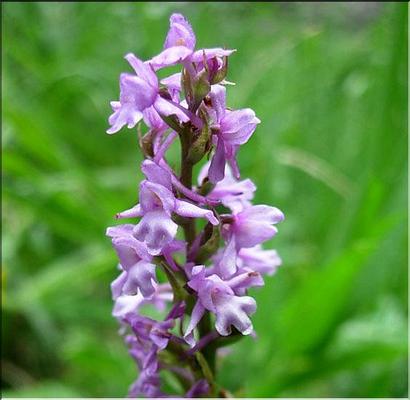 gymnadenia_pyrenaica