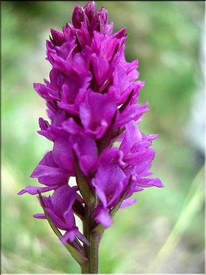 gymninigritella_pyrenaica