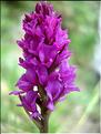 gymninigritella_pyrenaica