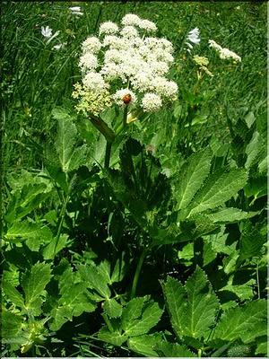 imperatoria_obstruthium