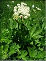 imperatoria_obstruthium