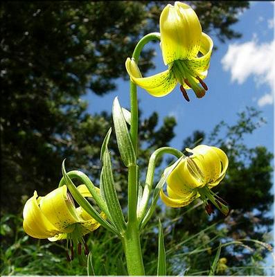 lilium_pyrenaicum