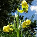 lilium_pyrenaicum