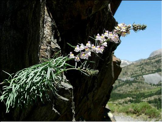 linaria_repens
