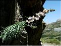 linaria_repens