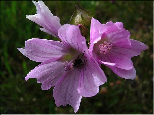 malva_moschata