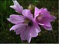 malva_moschata