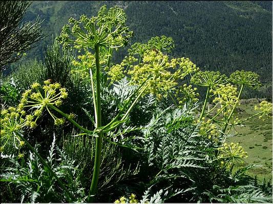 molopospermum_peloponnesiacum
