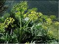 molopospermum_peloponnesiacum