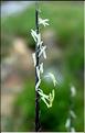 nardus_stricta