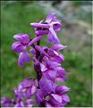 orchis_mascula