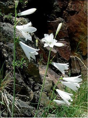 paradisea_liliastrum