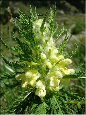 pedicularis_foliosa