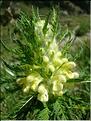 pedicularis_foliosa