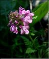pedicularis_verticillatum