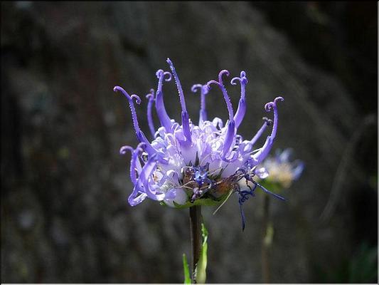 phyteuma_hemisphaericum