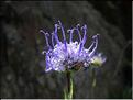 phyteuma_hemisphaericum