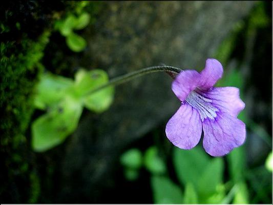 pinguicula_grandiflora