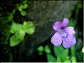 pinguicula_grandiflora