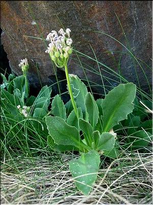 primula_latifolia