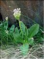 primula_latifolia