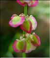 rumex_scutatus
