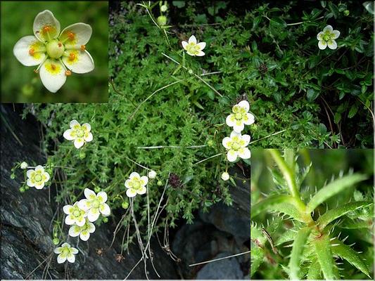 saxifraga_aspera