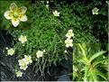 saxifraga_aspera