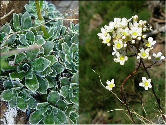 saxifraga_paniculata