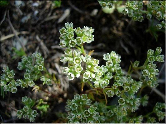 scleranthus_perennis