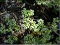 scleranthus_perennis