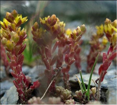 sedum_alpestre