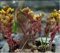sedum_alpestre