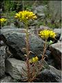sedum_rupestre