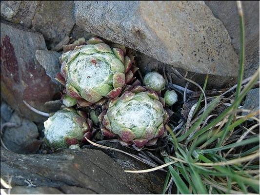 sempervivum_arachnoideum