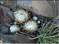 sempervivum_arachnoideum