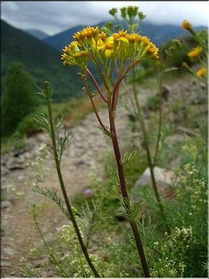 senecio_adonidifolius