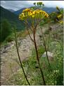 senecio_adonidifolius