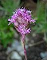 silene_suecica