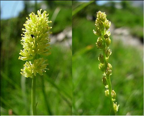 tofieldia_calyculata